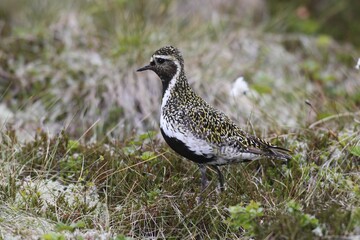 Golden plover (Pluvialis apricaria) standing in meadow, tundra, Lofoten, Norway, Europe