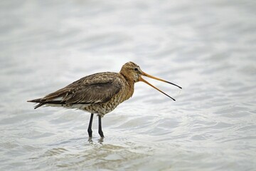 Black-tailed Godwit (Limosa limosa), Burgenland, Austria, Europe