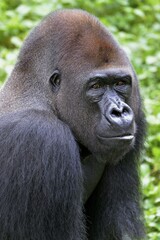Western Lowland Gorilla (Gorilla gorilla gorilla), animal portrait, male, Silverback, captive, South-West Region, Cameroon, Africa