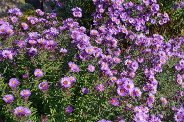 Fototapeta premium Plentiful purple flowers of Symphyotrichum novae-angliae with bees in mid October