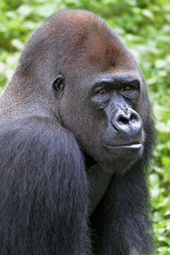 Western Lowland Gorilla (Gorilla gorilla gorilla), animal portrait, male, Silverback, captive, South-West Region, Cameroon, Africa
