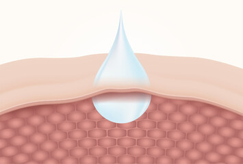The mechanism of hydration and dehydration skin layer vector illustration isolated on white background.