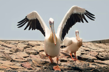 Two Great White Pelicans sit on a stone wall.