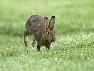 European rabbit (Oryctolagus cuniculus) runs in wet meadow, Lower Rhine, North Rhine-Westphalia, Germany, Europe
