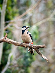 Fototapeta premium Buntspecht&nbsp;(Dendrocopos major) 00
