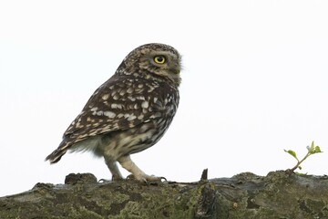 Little owl (Athene noctua), Emsland, Lower Saxony, Germany, Europe