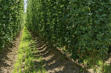 Ripe hop, hop garden, Wolnzach, Hallertau, Holledau, Upper Bavaria, Bavaria, Germany, Europe