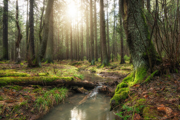 Sunlit forest stream with moss covered trees in serene woodland