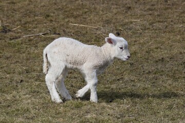 Fototapeta premium Sheep (Ovis), Lamb runs on pasture, Hallig Hooge, Nordfriesland, Schleswig-Holstein, Germany, Europe