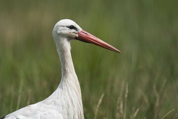 Obraz premium White stork (Ciconia ciconia) in meadow, Portrait, North Rhine-Westphalia, Germany, Europe
