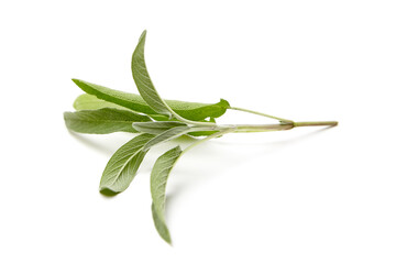 Obraz premium Single fresh sage branch featuring vibrant green leaves with soft, textured surfaces, arranged on a clean white background