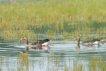 Greylag geese (Anser anser), Overijssel, Netherlands