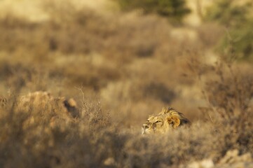Lion (Panthera leo), male, resting in a hidden place and observing its surroundings, Kalahari Desert, Kgalagadi Transfrontier Park, South Africa, Africa