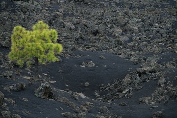 Canary Island pine (Pinus canariensis) in the black lava field, Arenas Negras circuit, Tenerife, Canary Islands, Spain, Europe