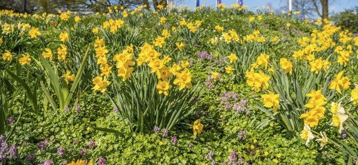 Obraz premium Wild daffodils, daffodils (narcissus pseudonarcissus), flower bed, spring flowers, Planten un Blomen, Hamburg, Germany, Europe