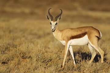 Springbok (Antidorcas marsupialis), male, Kalahari Desert, Kgalagadi Transfrontier Park, South...
