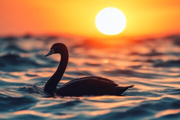 Fototapeta premium Swan gliding gently on water as sunset creates a stunning backdrop over the horizon