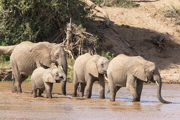 Fototapeta premium African elephants (Loxodonta africana), herd of elephants crossing the river, Samburu National Reserve, Kenya, Africa