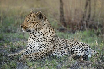 Leopard (Panthera pardus) male, Sabie Sands Game Reserve, South Africa, Africa