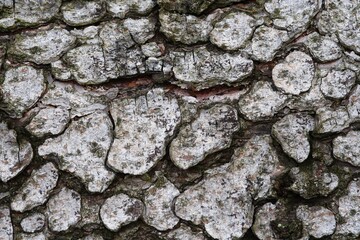 Texture, European Black Pine (Pinus nigra) bark, Lueerwald (Luer Forest), Sauerland, North Rhine-Westphalia, Germany, Europe