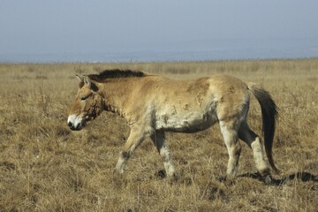 Przewalski's Horse (Equus ferus przewalskii), Burgenland, Austria, Europe