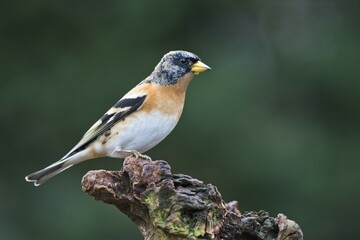 Brambling (Fringilla montifringilla), Lower Saxony, Germany, Europe