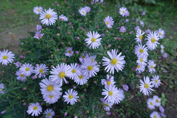 Obraz premium Light violet flowers of Michaelmas daisies in October
