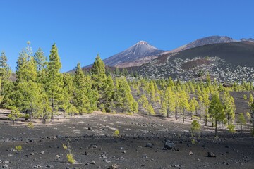 Volcanic landscape, Mount Teide at back, Teide National Park, Tenerife, Spain, Europe