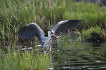 Grey Heron (Ardea cinerea) adult bird with a fish in its beak