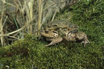 Common Toad (Bufo bufo), female carrying male on her back to spawning water