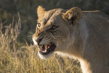 Lioness (Panthera leo) snarling, Chobe National Park, Botswana, Africa