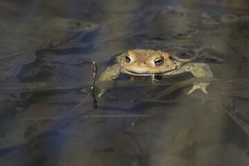 Common toad (Bufo bufo), swimming in water, Hesse, Germany, Europe