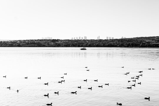 ankara g&ouml;lbaşı, geese on the lake black and white