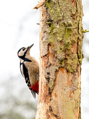 Buntspecht (Dendrocopos major)   00