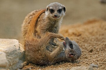 Meerkat (Suricata suricatta), young animals play, captive, Germany, Europe