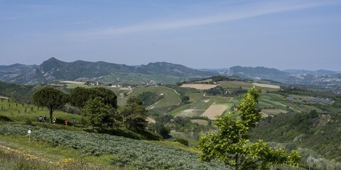 Obraz premium Hilly landscape is used for agriculture, Emilia-Romagna, Italy, Europe
