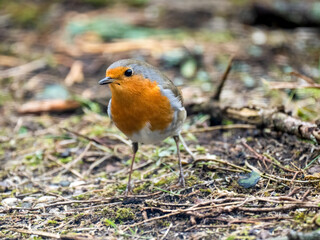 Rotkehlchen (Erithacus rubecula)