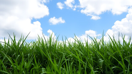 Obraz premium Green grass and blue sky with white clouds