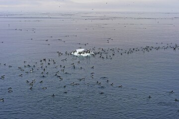 Thick-billed Murres (Uria lomvia), swimming, Alkefjellet bird cliff, Hinlopen Strait, Spitsbergen Island, Svalbard archipelago, Norway, Europe