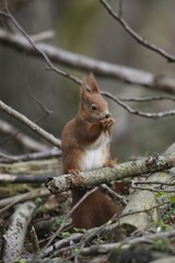 Red Squirrel or Eurasian Red Squirrel (Sciurus vulgaris), red-brown colour variety