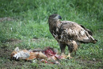 White-tailed Eagle or Sea Eagle (Haliaeetus albicilla), 2-year-old young bird, juvenile plummage, on a fox
