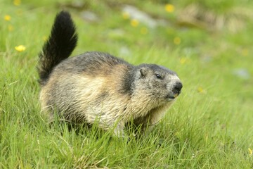 Alpine marmot (Marmota Marmota) running through meadow, High Tauern National Park, Austria, Europe