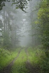 Obraz premium Morning mist, Taunus region, Hesse, Germany, Europe