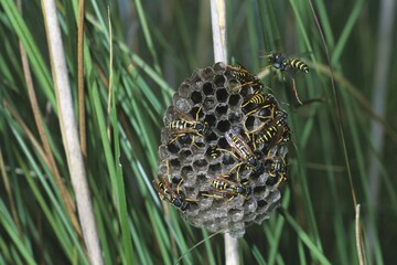 European Paper Wasps (Polistes gallicus) at nest, vespiary, larvae in the chambers