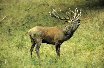 Red Deer (Cervus elaphus) belling, during rutting season