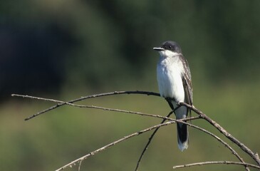 Eastern Wood Pewee (Contopus virens), British Columbia, Canada, North America