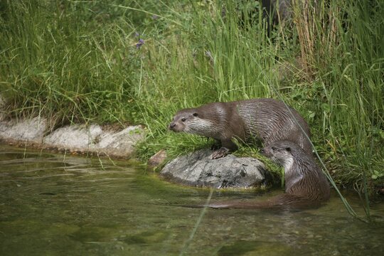 Eurasian Otter or Common Otter (Lutra lutra) by a stream