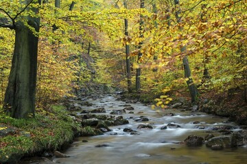 Ilse stream, autumn, Harz National Park, Ilsenburg, Saxony-Anhalt, Germany, Europe