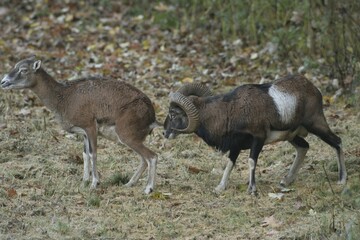 Mouflon ram (Ovis ammon musimon), rutting behavior