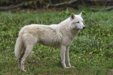 Obraz premium Arctic Wolf (Canis lupus arctos), captive